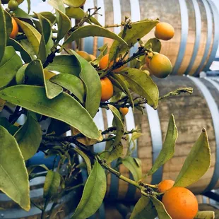 Outside dining area.