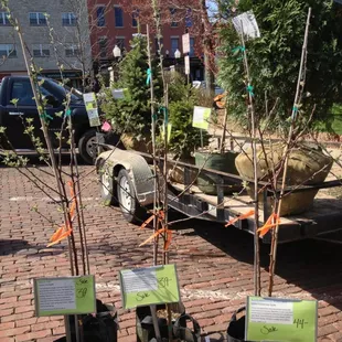 I bought an apple tree today!