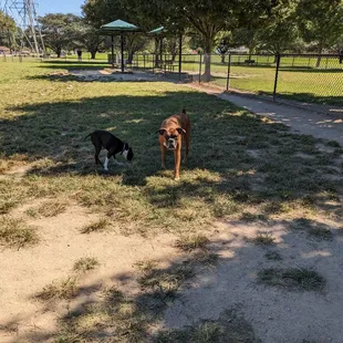 Dog Park