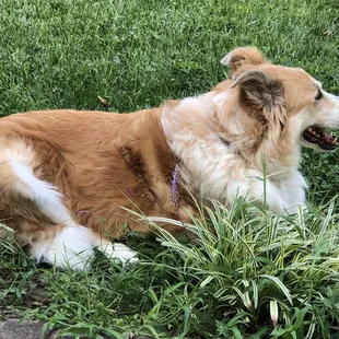 Took Lucy to Woodstock Spay and Neuter Clinic and they are the best!