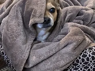 Chevy Chase Animal Clinic