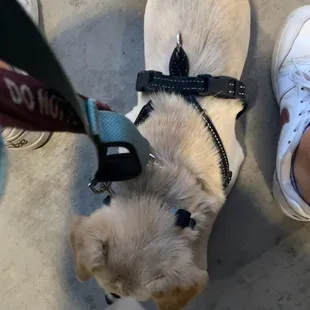 My dog and I sitting down on the bench area away from the dog after what happened. He alerted a few moments after he was almost attacked.