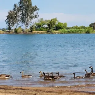 Lots of geese and goslings