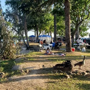 Lots of geese and goslings