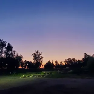 Families of geese at sunset