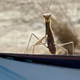 Praying mantis enjoying the campsite