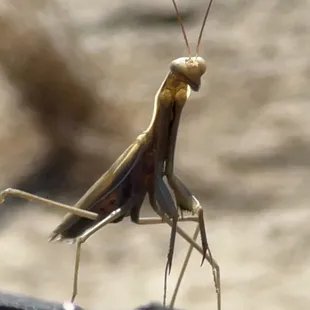 A cute little praying mantis sitting on my camping chair