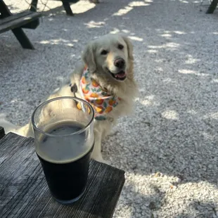 Sunday at Woodwright with pop.  Lots of water bowls here for us puppers.   Come on down. #LoveDunedin