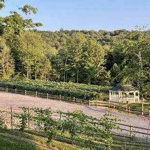 Woody Lodge Winery