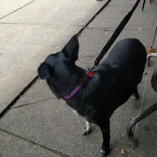 Dogs welcome on patio