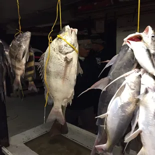 Sheepshead