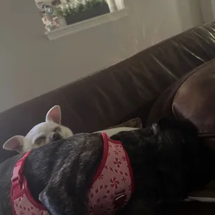 They are so good now