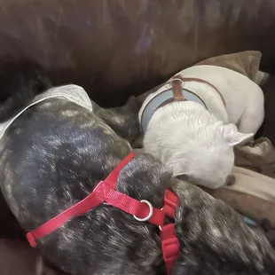 My 2 dogs after they ate the cpd treats