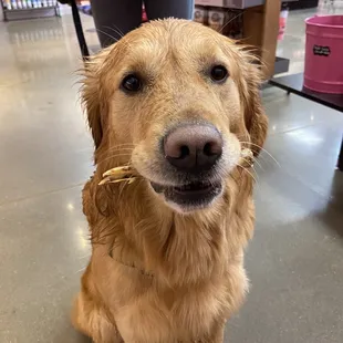 Golden retriever with duck foot