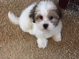 The Paw Spa Pet Resort