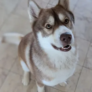 Husky after a 3-step deshed treatment. - We quote based on the breed of the pet, please include the breed of your pet when reaching out. Thx