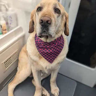 Lab after a 3 step deshed treatment. - We quote based on the breed of the pet, please include the breed of your pet when reaching out. Thank