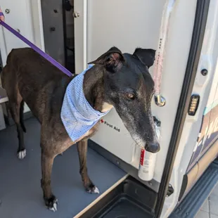 Greyhound after a luxury bath. - We quote based on the breed of the pet, please include the breed of your pet when reaching out. Thank you!