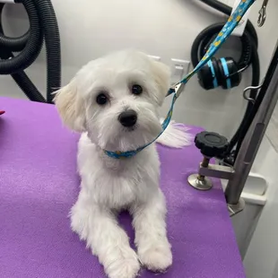 - We quote based on the breed of the pet, please include the breed of your pet when reaching out. Thank you!