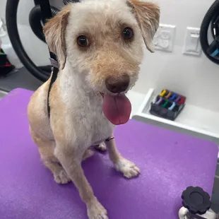 - We quote based on the breed of the pet, please include the breed of your pet when reaching out. Thank you!