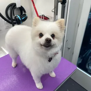 - We quote based on the breed of the pet, please include the breed of your pet when reaching out. Thank you!