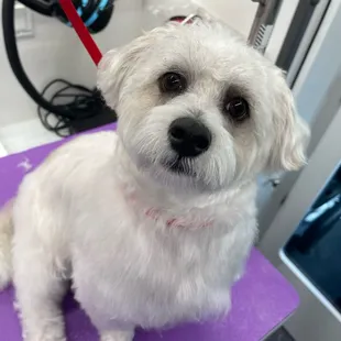 - We quote based on the breed of the pet, please include the breed of your pet when reaching out. Thank you!