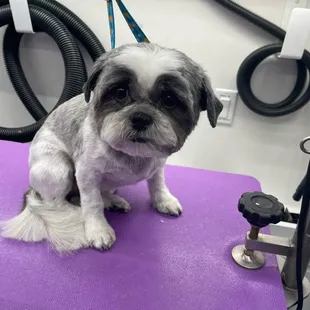 - We quote based on the breed of the pet, please include the breed of your pet when reaching out. Thank you!