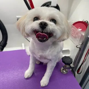 - We quote based on the breed of the pet, please include the breed of your pet when reaching out. Thank you!