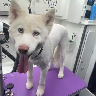 - We quote based on the breed of the pet, please include the breed of your pet when reaching out. Thank you!