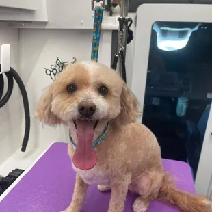 - We quote based on the breed of the pet, please include the breed of your pet when reaching out. Thank you!