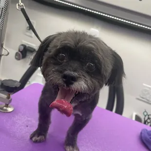 - We quote based on the breed of the pet, please include the breed of your pet when reaching out. Thank you!