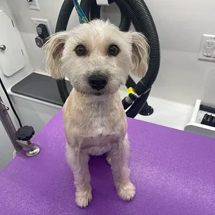 - We quote based on the breed of the pet, please include the breed of your pet when reaching out. Thank you!