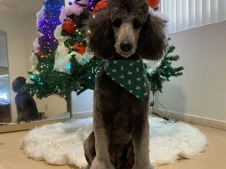 Velvet Bow Mobile Pet Grooming