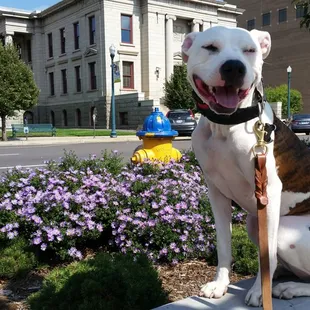 Kane downtown socialization training.