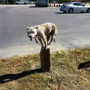 advanced place command