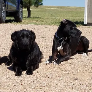 Wayne and Titus basic dog obedience!