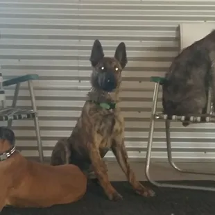 The Woofter's Top Dog Crew