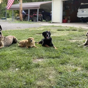 My dog Jarvis (second from right) with the Woofter family pack
