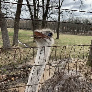 Curious Ostrich