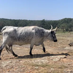 Animal example include buffalo, deer and longhorn