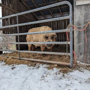 a wooly pig in a barn