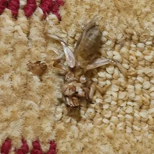 Very large dead bug on already dirty carpet.  Because of the way it is falling apart you can tell it has been there a long  time.