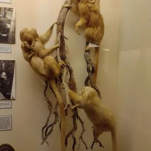 Marmosets, I believe Golden Lion Tamarins.