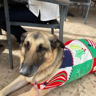 Tex in his Christmas Sweater