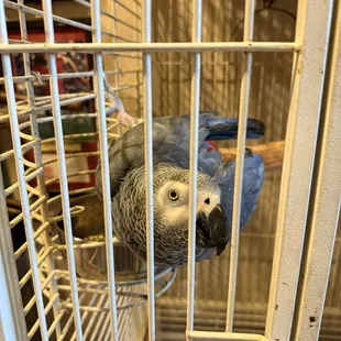 Bird in the back