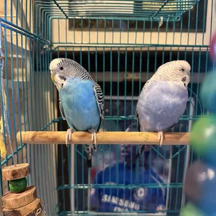 Birdies in the back