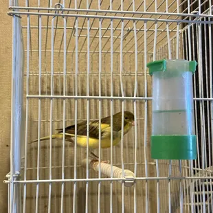 Another bird in the back