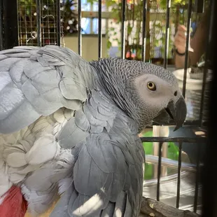 Cute parrot friend
