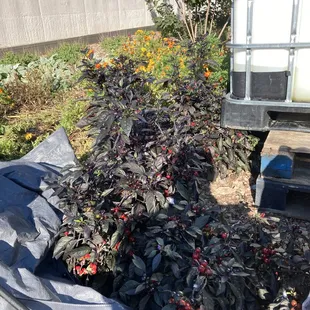 New plant we haven't seen before