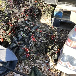 New plant we haven't seen before